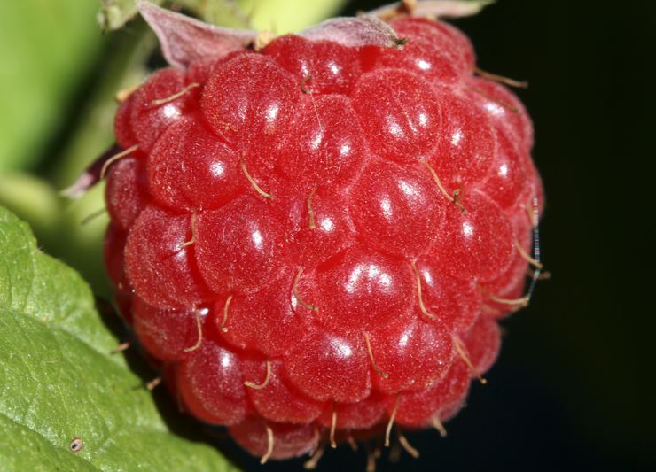 Raspberry fruit