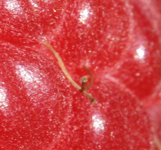 Raspberry Close-Up