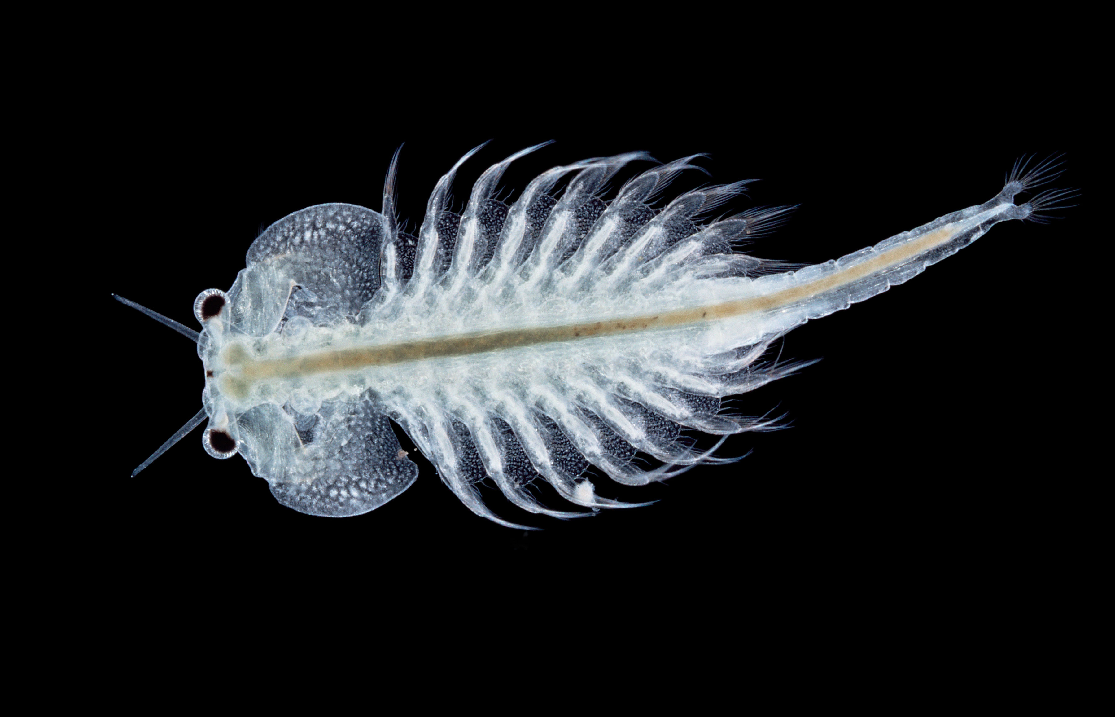 ARTEMIA SALINA