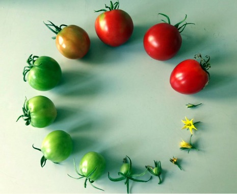 tomato life cycle