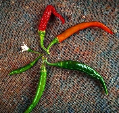 chili pepper life cycle