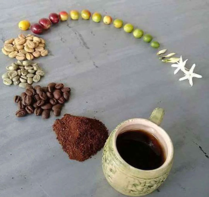 coffee life cycle