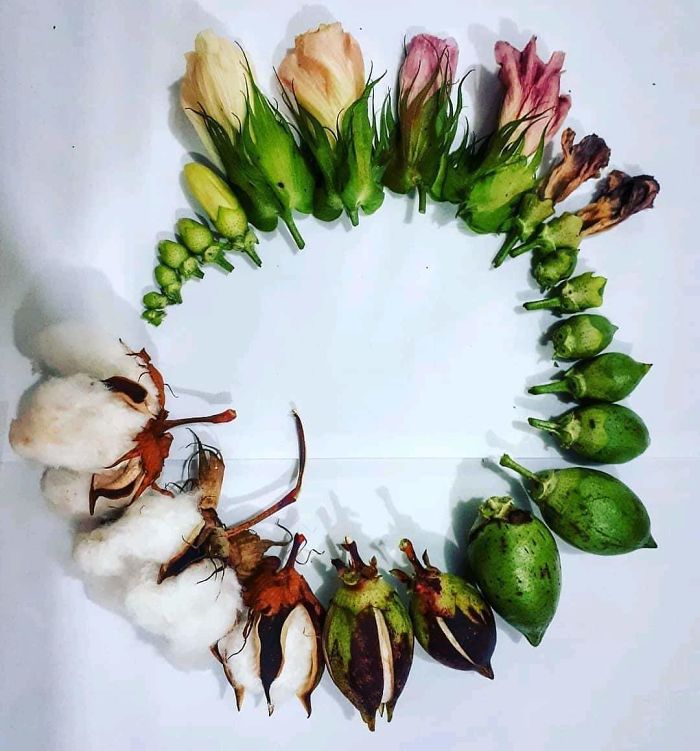 cotton life cycle