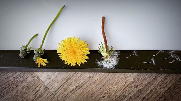 dandelion life cycle