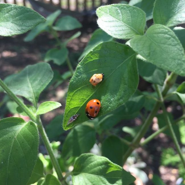 ladybug life cycle