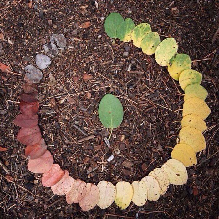 leaf life cycle