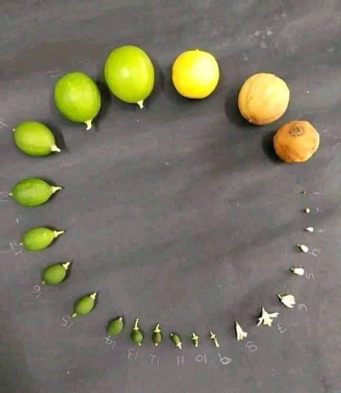 lemon life cycle