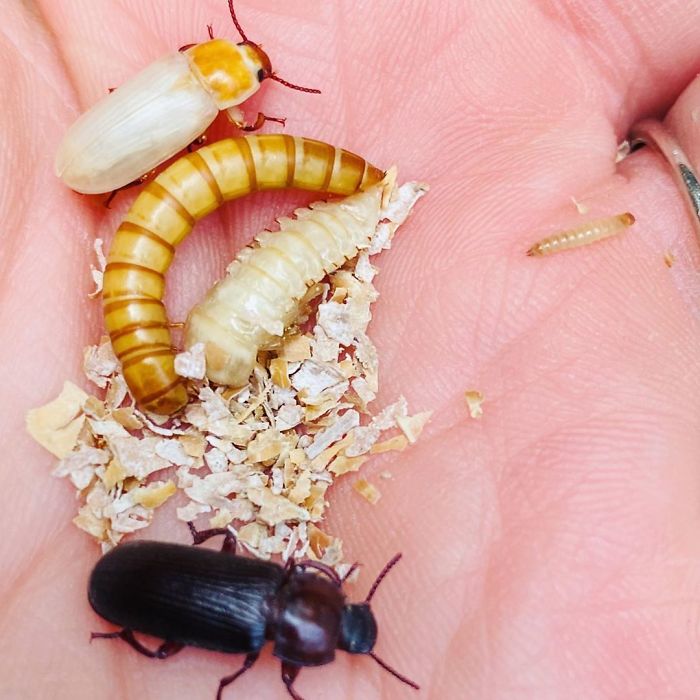 mealworm life cycle