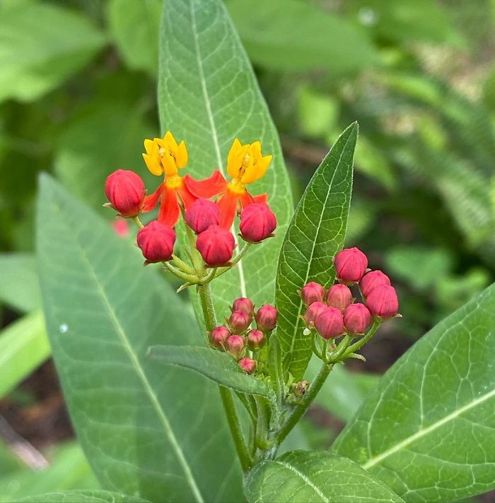 milkweed-life-cycle