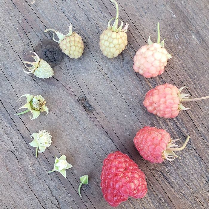 raspberry life cycle