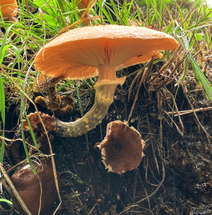 Fungi Festival SCIENCEsEDiment